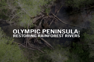 Restoring Rainforest Rivers